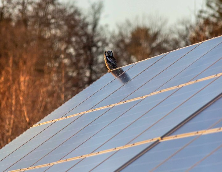 An owl perches on a solar panel 